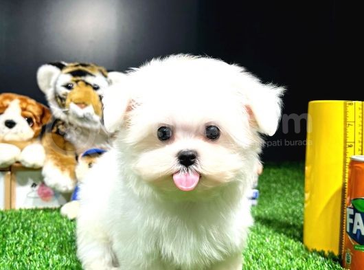Maltese Terrier Kizimiz Barni̇e görsel