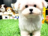 Maltese Terrier Kizimiz Barni̇e
