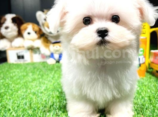 Maltese Terrier Kizimiz Barni̇e görsel