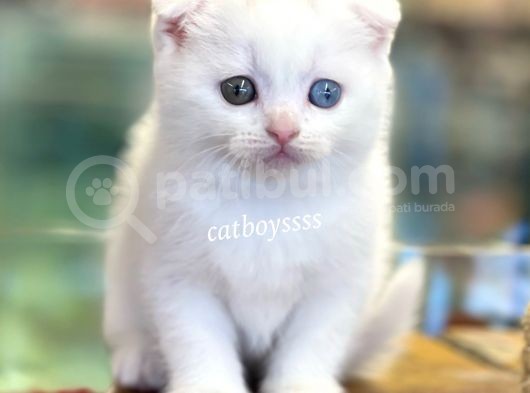 White Scottish Fold Odd Eyes Dişi Kalmış Yavrumuz