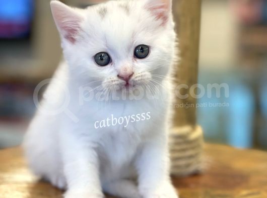 White British Shorthair Dişi Ve Erkek Yavrular görsel