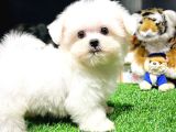 Maltese Terrier Kizimiz Barni̇e