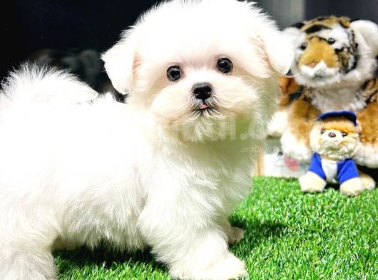 Maltese Terrier Kizimiz Barni̇e görsel