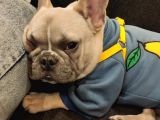Mükemmel Blue Anatomi French Bulldog