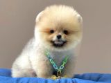 Safkan Pomeranian Boo Yavrularımız