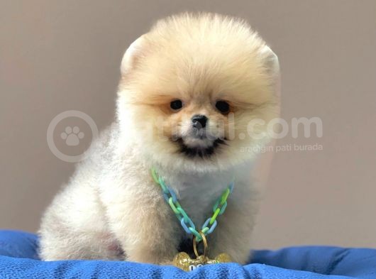 Safkan Pomeranian Boo Yavrularımız görsel