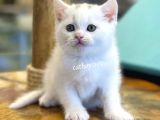 White British Shorthair Dişi Ve Erkek Yavrular