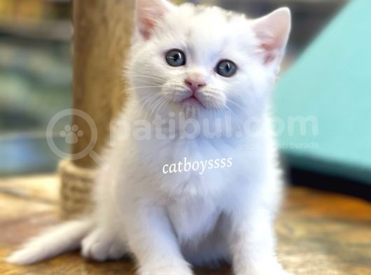 White British Shorthair Dişi Ve Erkek Yavrular görsel