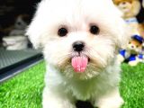 Maltese Terrier Kizimiz Barni̇e