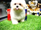 Maltese Terrier Kizimiz Barni̇e