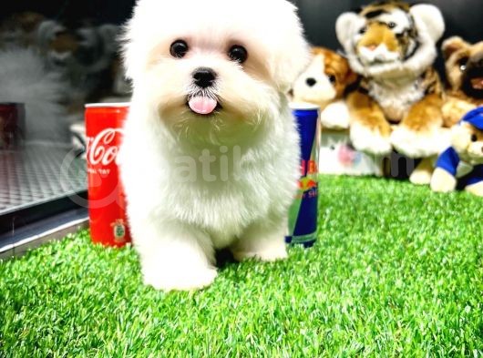 Maltese Terrier Kizimiz Barni̇e görsel