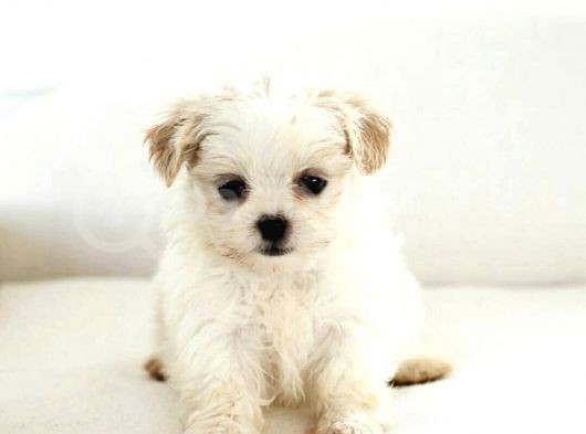 Maltipoo Mix Irk Sevimli Yavrular görsel