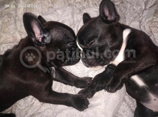 Safkan Fransız Bulldog Yavrulari A Kalitede