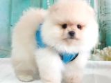 Pomeranian Boo Teddy Bear Yavrular