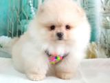Teddy Face Pomeranian Boo Yavrularımız
