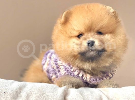 Safkan Teddy Face Pomeranian Boo Yavrularımız görsel