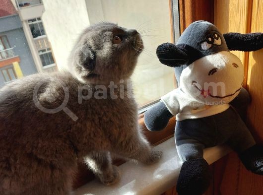 Scottish görsel