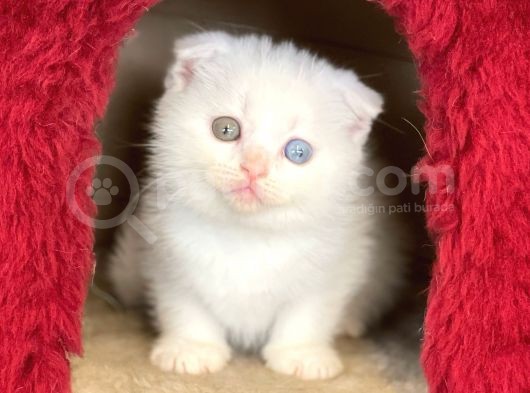 Pamuk Gibi Beyaz Scottish Fold Dişi Yavrumuz görsel