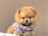 Safkan Teddy Face Pomeranian Boo Yavrularımız