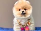 Safkan Teddy Face Pomeranian Boo Yavrularımız