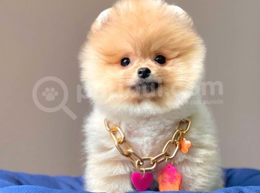 Safkan Teddy Face Pomeranian Boo Yavrularımız