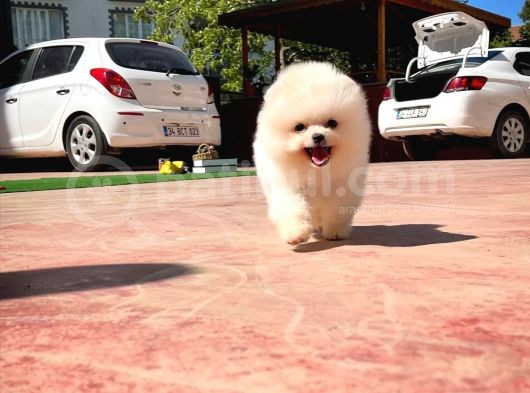 Aa Kalite Safkan  Pomeranian Oğlumuz görsel
