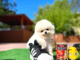 AA Kalite Safkan  Pomeranian Oğlumuz