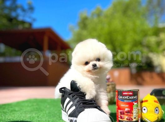 Aa Kalite Safkan  Pomeranian Oğlumuz