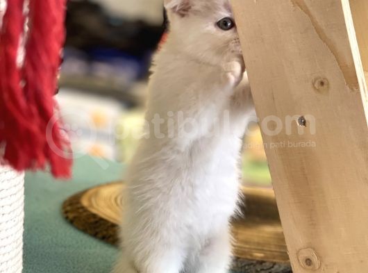 Pamuk Gibi Beyaz Scottish Fold Dişi Yavrumuz görsel