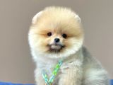 Safkan Teddy Face Pomeranian Boo Yavrularımız