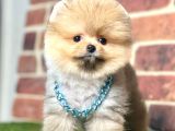 Safkan Teddy Face Pomeranian Boo Yavrularımız