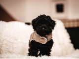 Si̇yah Poodle Yavrumuz