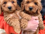 Red Toy Poodle Yavrumuz