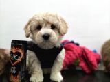 Safkan Maltipoo Yavrularimiz