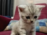 Orji̇nal Anne Babadan Orji̇nal Can Dostu