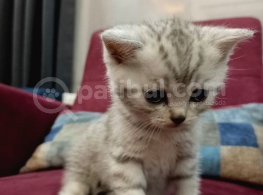 Orji̇nal Anne Babadan Orji̇nal Can Dostu görsel