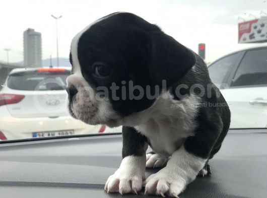 Tuvalet Eği̇ti̇mli̇ Egzoti̇k Yavrular görsel