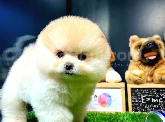 Aa Kalite Safkan  Pomeranian Oğlumuz görsel