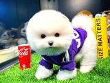 Ayı Surat Pomeranian Boo Yavrularımız