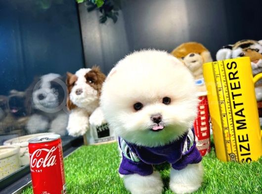 Ayı Surat Pomeranian Boo Yavrularımız görsel