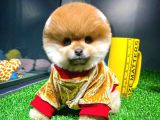 Ayı Surat Pomeranian Boo Yavrularımız