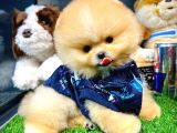 AA Kalite Safkan  Pomeranian Oğlumuz 'Lothbrok'