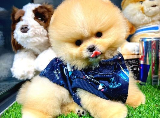 Aa Kalite Safkan  Pomeranian Oğlumuz 'Lothbrok'