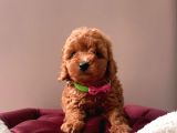 Safkan Toy Poodle Yavrularımız