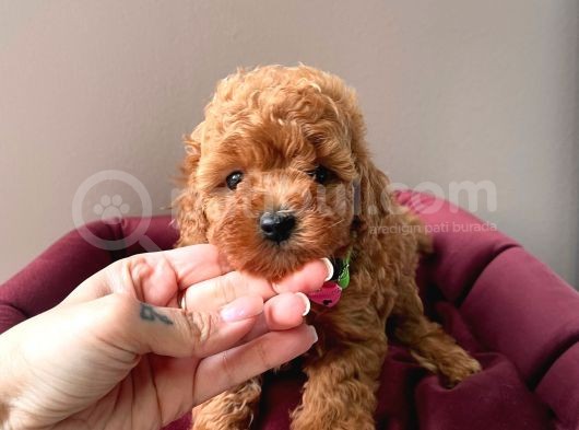 Safkan Toy Poodle Yavrularımız görsel