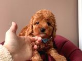 Safkan Toy Poodle Yavrularımız