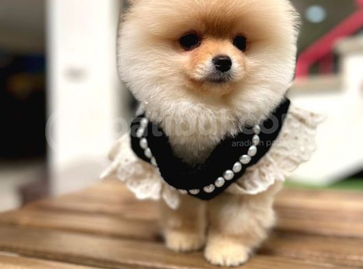 Harika Yapıya Sahip Pomeranian Boo Kızım Sizinle görsel