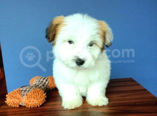 İki Adet Dişi Maltipoo Yavrularımız Sizlerle görsel