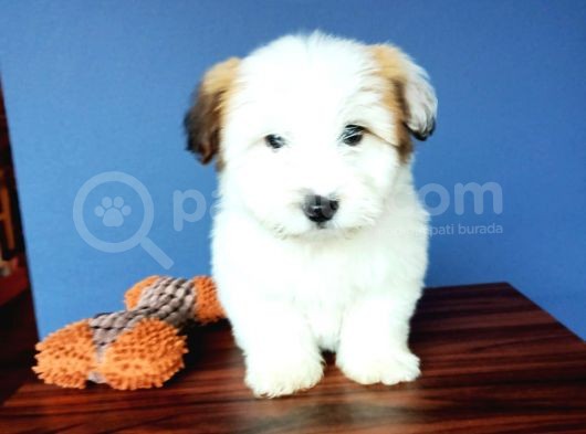 İki Adet Dişi Maltipoo Yavrularımız Sizlerle