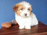 İki Adet Dişi Maltipoo Yavrularımız Sizlerle